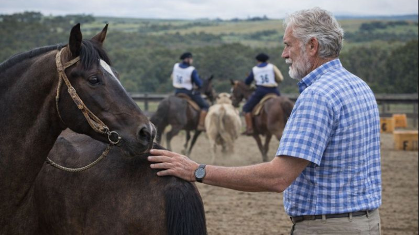 Da seleção genética ao treinamento de alta exigência, Aldo Vendramin analisa como o manejo influencia diretamente o desempenho dos Cavalos Crioulos em competições.