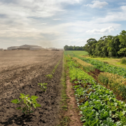 Reforma tributária pode aumentar emissões no Brasil: o que o estudo revela sobre carne, alimentos vegetais e sustentabilidade