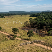 Reforma tributária pode elevar emissões no Brasil: o que a nova pesquisa revela sobre carne, clima e alimentação