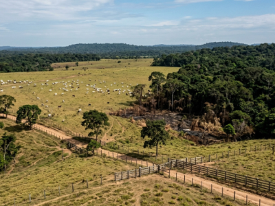 Reforma tributária pode elevar emissões no Brasil: o que a nova pesquisa revela sobre carne, clima e alimentação