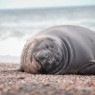 Foca-elefante-do-sul repousa na margem pedregosa de uma praia.
