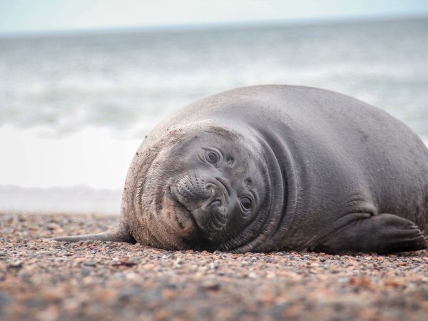 Foca-elefante-do-sul repousa na margem pedregosa de uma praia.