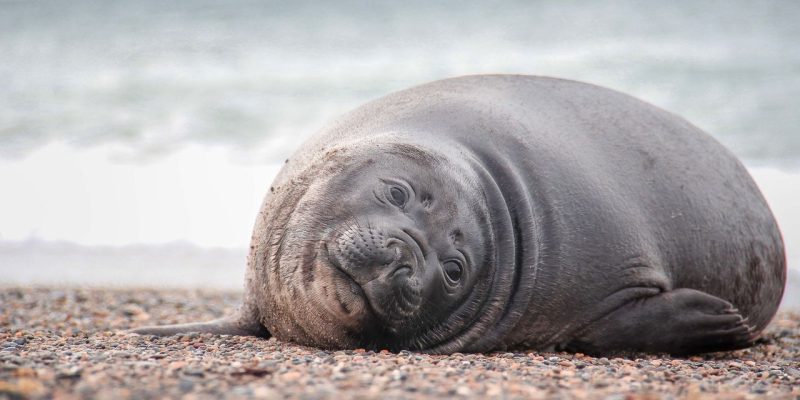Foca-elefante-do-sul repousa na margem pedregosa de uma praia.